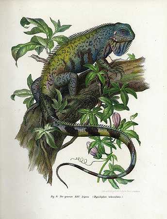 綠鬣蜥`Green Iguana by Leopold Fitzinger