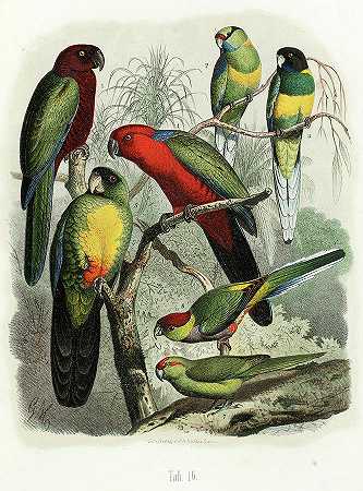 鹦鹉`Parrots by Anton Reichenow