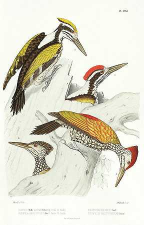 黄啄木鸟`Yellow Woodpeckers by Alfred Malherbe