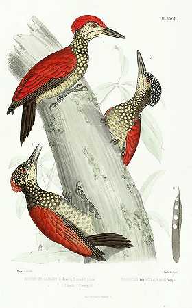 啄木鸟`Woodpecker by Alfred Malherbe