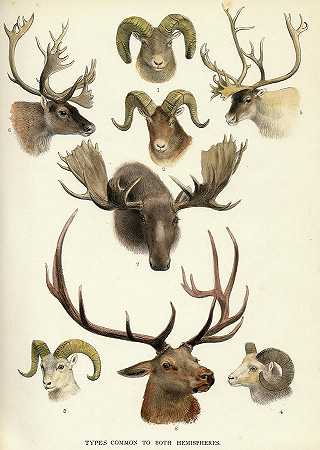 全世界的鹿`The Deer of All Lands by Rowland Lydekker