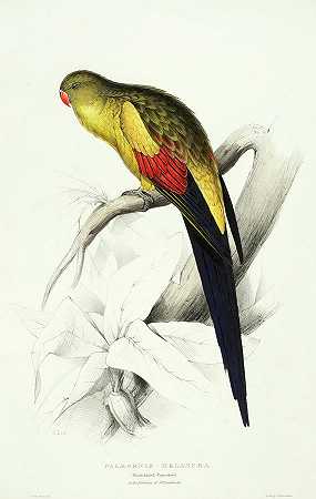 黑尾鹦鹉`Black-tailed Parrakeet by Edward Lear