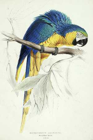 蓝黄色金刚鹦鹉`Blue yellow Macaw by Edward Lear
