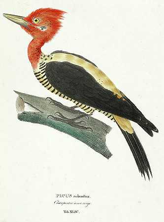 强壮的啄木鸟`Robust woodpecker by Johann Baptist von Spix
