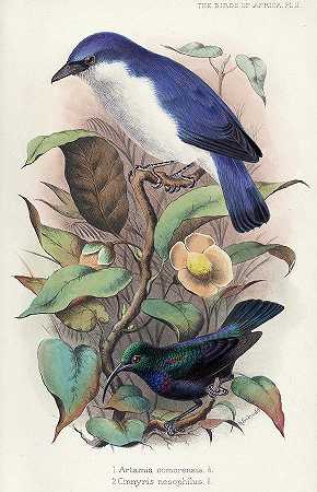 科摩伦西亚`Artamia Comorensis – Blue Vanga by George Ernest Shelley