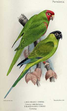 红脸鹦鹉`Red-masked parakeet by David Seth-Smith