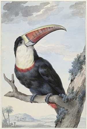 红嘴巨嘴鸟`Red~billed Toucan (1748) by Aert Schouman