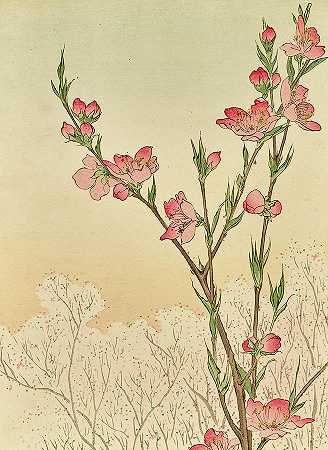 梅花还是樱花`Plum or Cherry Blossom by Untitled
