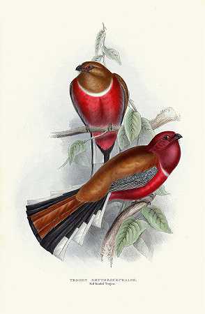 红头长臂猿`Red~Headed Trogon (1835~1838) by John Gould