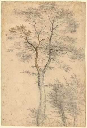 关于树木的三项研究`Three Studies of Trees (1508) by Fra Bartolomeo