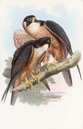 沙欣猎鹰`Shaheen Falcon (1850~1883) by John Gould