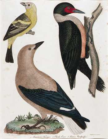 路易斯安那州，克拉克和s Crow，Lewis和啄木鸟`Louisiana Tanager, Clarks Crow, Lewis Woodpecker by Alexander Lawson