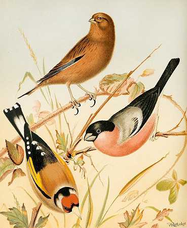 金雀、红雀、牛雀`Goldfinch, Linnet, Bullfinch (1878) by W. A . Blakston