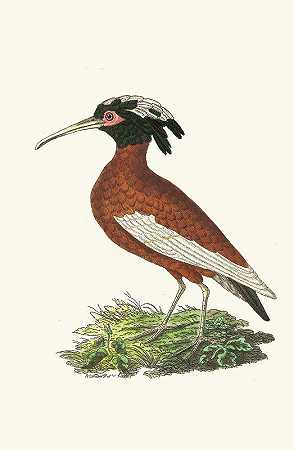 朱鹮`Crested Ibis (1789~1813) by George Shaw