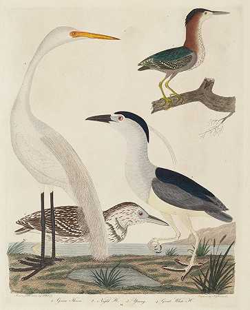 绿鹭、夜鹭、小鹭和大白鹭`Green Heron, Night Heron, Young Heron, and Great White Heron (1808~1814) by John G. Warnicke