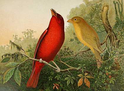 北美鸟类生活pl20`Die Nordamerikanische Vogelwelt pl20 (1891) by Gustav Mützel