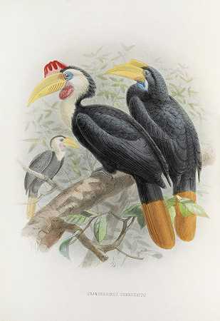 瓦楞颅漏`Cranorrhinus corrugatus (1882) by Daniel Giraud Elliot