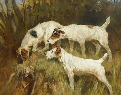 三条线猎狐犬在洞里工作`Three Wire Fox Terriers working a hole by Arthur Wardle