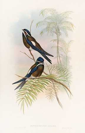 风帽树雨燕`Hooded Tree~Swift (1850~1883) by John Gould