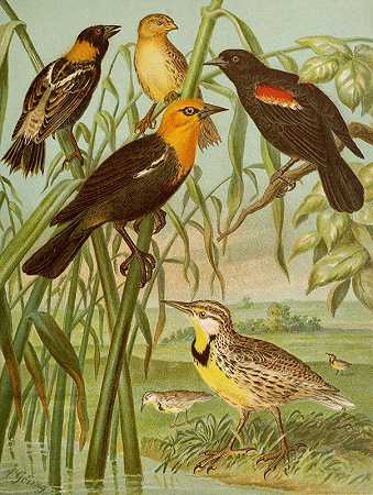 北美鸟类世界pl30`Die Nordamerikanische Vogelwelt pl30 (1891) by Christian Anton Goering