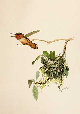 北美鸟类生活pl36`Die Nordamerikanische Vogelwelt pl36 (1891) by Robert Ridgway