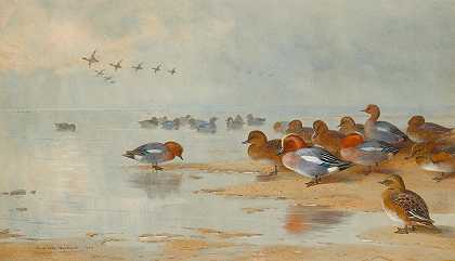 水边的维根和蒂尔s边`Wigeon And Teal By The Waters Edge (1906) by Archibald Thorburn