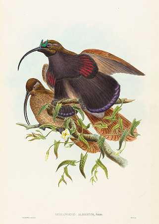 Drepanornis albertisi（黑嘴镰嘴天堂鸟）`Drepanornis albertisi (Black~billed Sicklebill Bird of Paradise) by John Gould