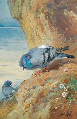 岩鸽`Rock Doves (1931) by Archibald Thorburn