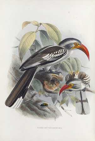 红喙跳鼠`Tockus erythrorhynchus (1882) by Daniel Giraud Elliot