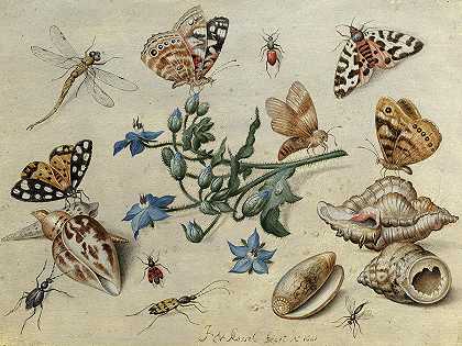 蝴蝶、蛤蜊、昆虫`Butterflies, clams, insects by Jan van Kessel the Elder