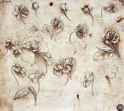 花`Flowers by Leonardo da Vinci