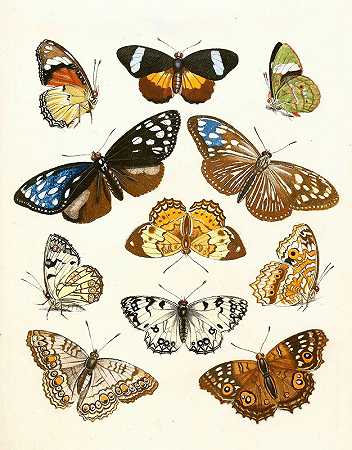 苏尔泽博士《昆虫简史》，第15页`Dr. Sulzers Short History of Insects, Pl. 15 (1776) by Johann Heinrich Sulzer