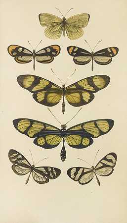 南美蝴蝶`South American Butterflies (1871) by Barret And Sons