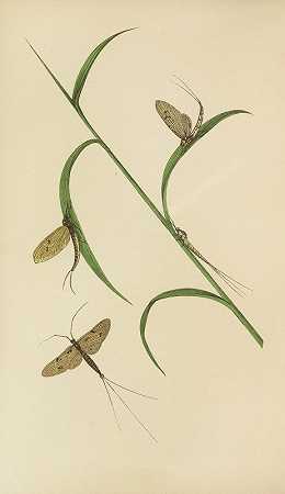这只可能会飞的苍蝇——绿色而脆弱的德雷克`The May Fly – Green And Fray Drake (1871) by Barret And Sons