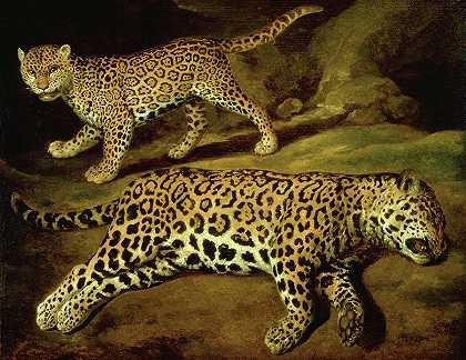 两只美洲虎`Two Jaguars by Jacob Gerritsz Cuyp