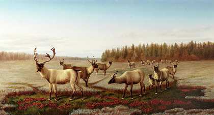 驯鹿`Caribou by William Jacob Hays Sr