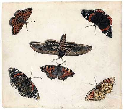 对五只蝴蝶和一只鹰蛾的研究`Studies Of Five Butterflies And A Hawk Moth by Jan Van Kessel The Elder
