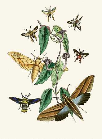 东方昆虫学内阁`The cabinet of oriental entomology Pl XXXI (1848) by John Obadiah Westwood
