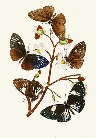 东方昆虫学研究室`The cabinet of oriental entomology Pl X (1848) by John Obadiah Westwood