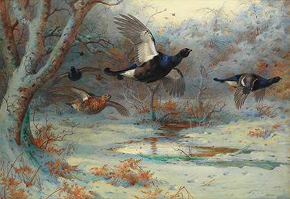 冬天林地里的黑猎物`Blackgame in woodland, winter by Archibald Thorburn