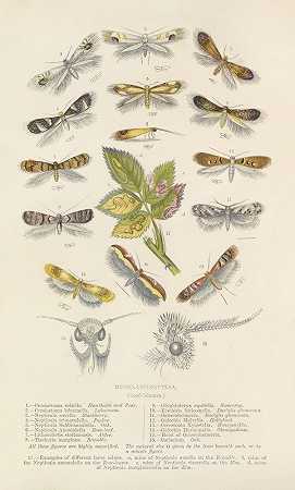 小型鳞翅目或叶潜蝇`Micro~Lepidoptera Or Leaf Miners (1871) by Barret And Sons