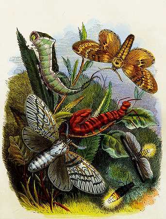 蝴蝶或昆虫之家Pl 4`The Butterfly Vivarium or Insect home Pl 4 (1858) by Henry Noel Humphreys