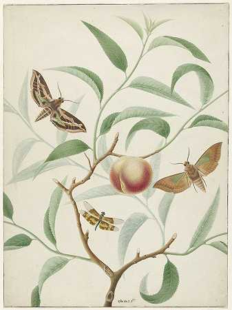 桃子在树枝上，有两只蝴蝶和一只蜻蜓`Perzik aan een tak met twee uitheemse vlinders en een libel (1774) by Hermanus de Wit