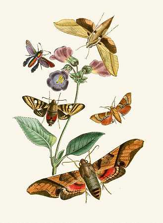 东方昆虫学内阁`The cabinet of oriental entomology Pl VII (1848) by John Obadiah Westwood