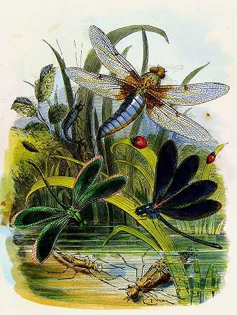 蝴蝶或昆虫之家Pl 5`The Butterfly Vivarium or Insect home Pl 5 (1858) by Henry Noel Humphreys