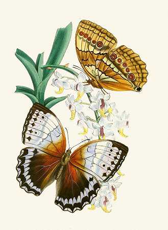 东方昆虫学内阁`The cabinet of oriental entomology Pl V (1848) by John Obadiah Westwood
