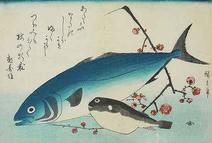鲣鱼、河豚和一束盛开的李子，·Bonito, Globefish and a Spray of Blossoming Plum, 19th century by Utagawa Hiroshige