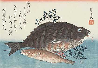 19世纪的岛台和爱名`Shimadai and Ainame, 19th century by Utagawa Hiroshige