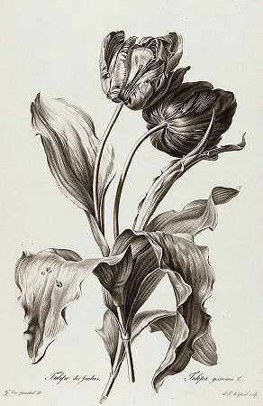 郁金香，1801年`Tulip, 1801 by Pierre Francois Legrand