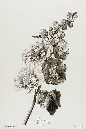 罗斯·阿尔切亚，1801年`Alcea rosea, 1801 by Pierre Francois Legrand